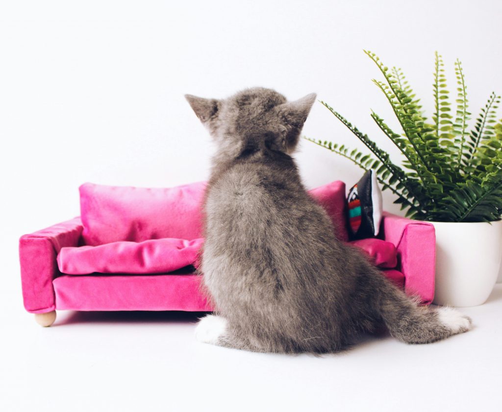 Genius Hooks for Your Dropshipping and POD Store in 2025 - Josei Life -kitten in a small pink couch